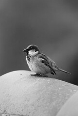 bird on a branch