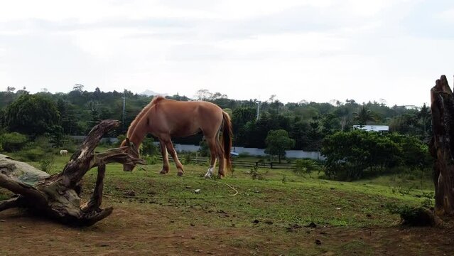 Cinematic revealing shot of a brown horse on a grass field with trees and wood, Drone