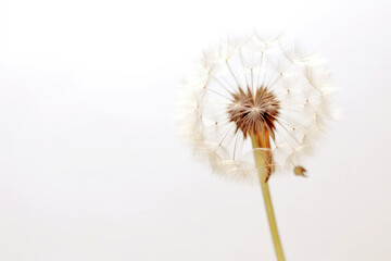 Dandelion On White Background, Space For Text. Generative AI