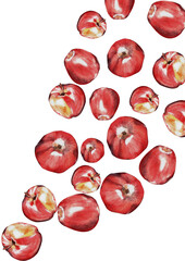 watercolor set. a red, juicy, ripe apple. for the design of postcards, packages