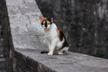 Cat sitting on the stone steps. Cat in the old town 