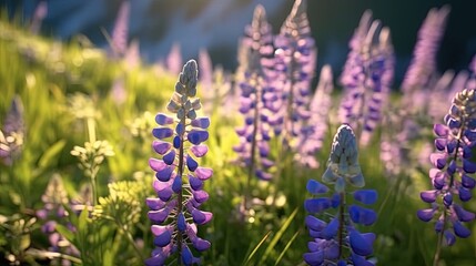 Gorgeous landscape with blooming lupine flowers field.