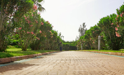 Stone tile alley in the park among blooming oleanders