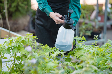 Female worker watering green plants in bright DIY store department. Woman uses sprinkler to water pot-plants in plant flower department