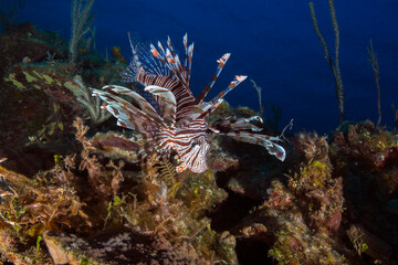 Marine lif underwater