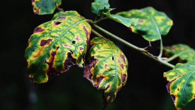 The plague on the plant damages the leaves. Concepts of plant disease and chemical use.