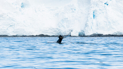 Humpback whale fin fluking in front of Iceberg. Antarctic Peninsula