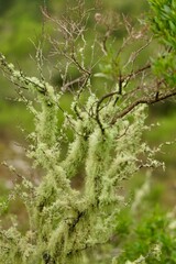 moss on the tree