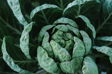 Obraz premium white cabbage cultivation on a farm for business, in the fields, care