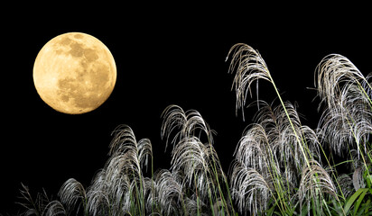お月見。中秋の名月とススキ。秋の夜のコンセプト。