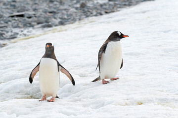 Two gentoo penguin walking on snow. Antarctica peninsula.