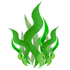 seaweed