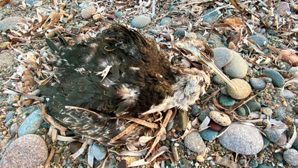 Died bird body on the beach, Birds can be attacked by humans or animals, unable to tolerate hunger because of the environmental and changing nature