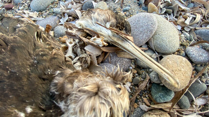 Died bird body on the beach, Birds can be attacked by humans or animals, unable to tolerate hunger because of the environmental and changing nature