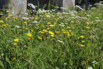 Bees on the flowers. Pollination of daisies. Spring, nature, flowers, meadows.