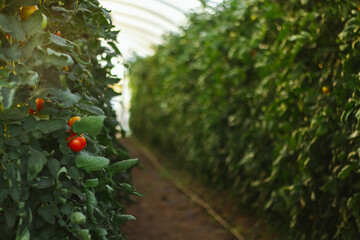 Fototapeta na wymiar greenhouse with rows of tomatoes after harvesting, not a harvest year, growing vegetables for business