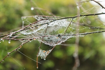 Close-up of a spider web stretched between thin tree branches with morning dew