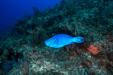 Fototapeta na wymiar Marine Life Underwater