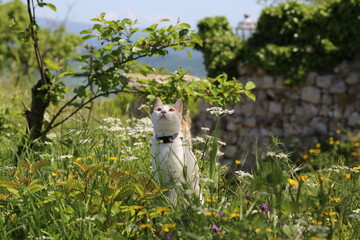 Photo of a cat in the meadow. Young feline look the sky, Italy.