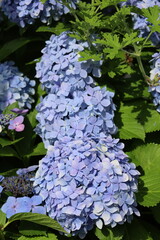 hydrangea