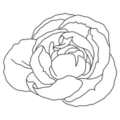 Peony flower blooming line art. Hand drawn realistic detailed vector illustration. Black and white clipart.