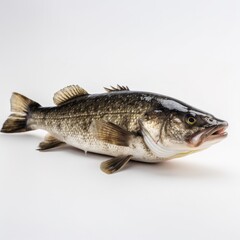 Obraz premium Seabass isolated on white background. Generative AI