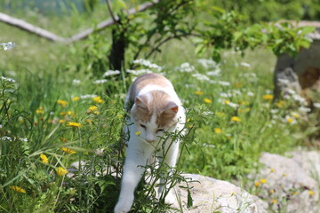 Photo of a cat in the meadow. Young feline look the sky, Italy.