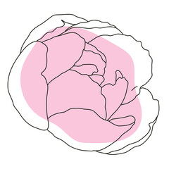 Peony flower in bloom line art with pink shape. Hand drawn realistic detailed vector illustration. Black line on pink abstract organic shape clipart.