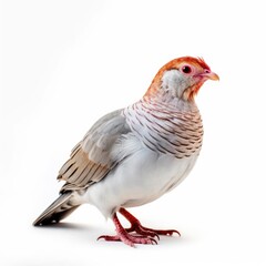 Gray partridge bird isolated on white. Generative AI - obrazy, fototapety, plakaty