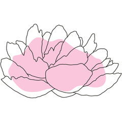 Peony flower in bloom line art with pink shape. Hand drawn realistic detailed vector illustration. Black line on pink abstract organic shape clipart.