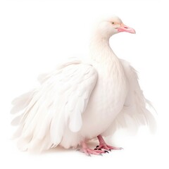 Glaucous gull bird isolated on white. Generative AI
