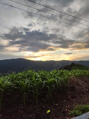 The setting sun on the corn field