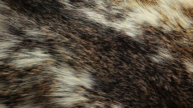video of natural fur background