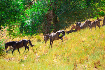 A herd of horses graze in the meadow in summer, eat grass, walk and frolic. Pregnant horses and...