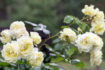 Obraz na płótnie Canvas Blooming nostalgic white climbing rose on wooden trellis in beautiful summer garden