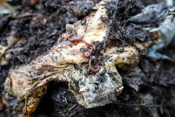 soil fungi storing carbon through carbon sequestration on a farm, receiving carbon credits