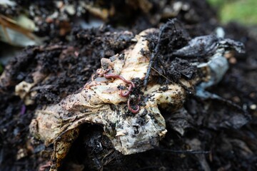 soil fungi storing carbon through carbon sequestration on a farm, receiving carbon credits