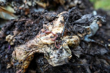 soil fungi storing carbon through carbon sequestration on a farm, receiving carbon credits