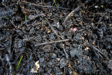 soil fungi storing carbon through carbon sequestration on a farm, receiving carbon credits