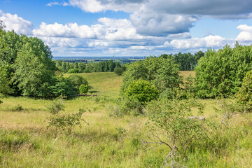 View at a meadow with lush green trees and bushes