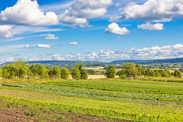 Fototapeta na wymiar Vegetable farming in the countryside