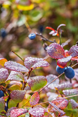 Blueberry with dewy autumn colored leaves