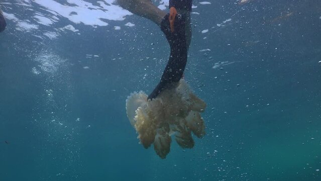 Large jellyfish drifts near the surface beneath an unaware diver. The diver accidentally kicks it, and it stops moving before sinking deeper.