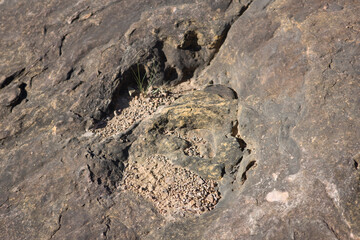 Bolivia dinosaur footprints in Toro Toro