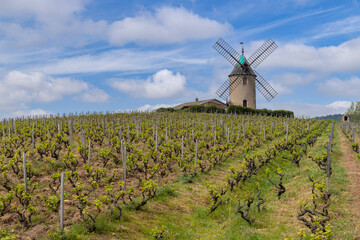 Windmill (Moulin a vent de Romaneche-Thorins), Chenas, Beaujolais, Saone-et-Loire, Bourgogne-Franche-Comte, France