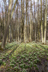Fototapeta na wymiar early spring forest with spring snowflake, Vysocina, Czech Repubic