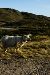 Obraz premium sheep on the hill