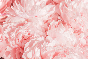 Vivid peony flowers close up nature background, summer festive floral pattern, abstract nature...