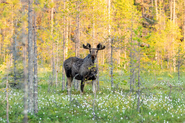 Big wild male mammal, a moose, Alces alces standing in the bog in Finnish wilderness during late summer evening