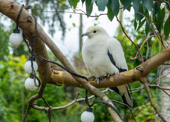 Pied Imperial Pigeon perched on a tree branch